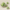 Beauty Of Joseon Green Plum Refreshing Toner AHA + BHA